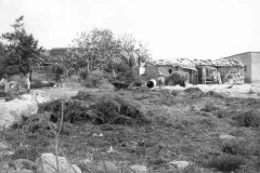 שייח' בראק. מזון לבהמות